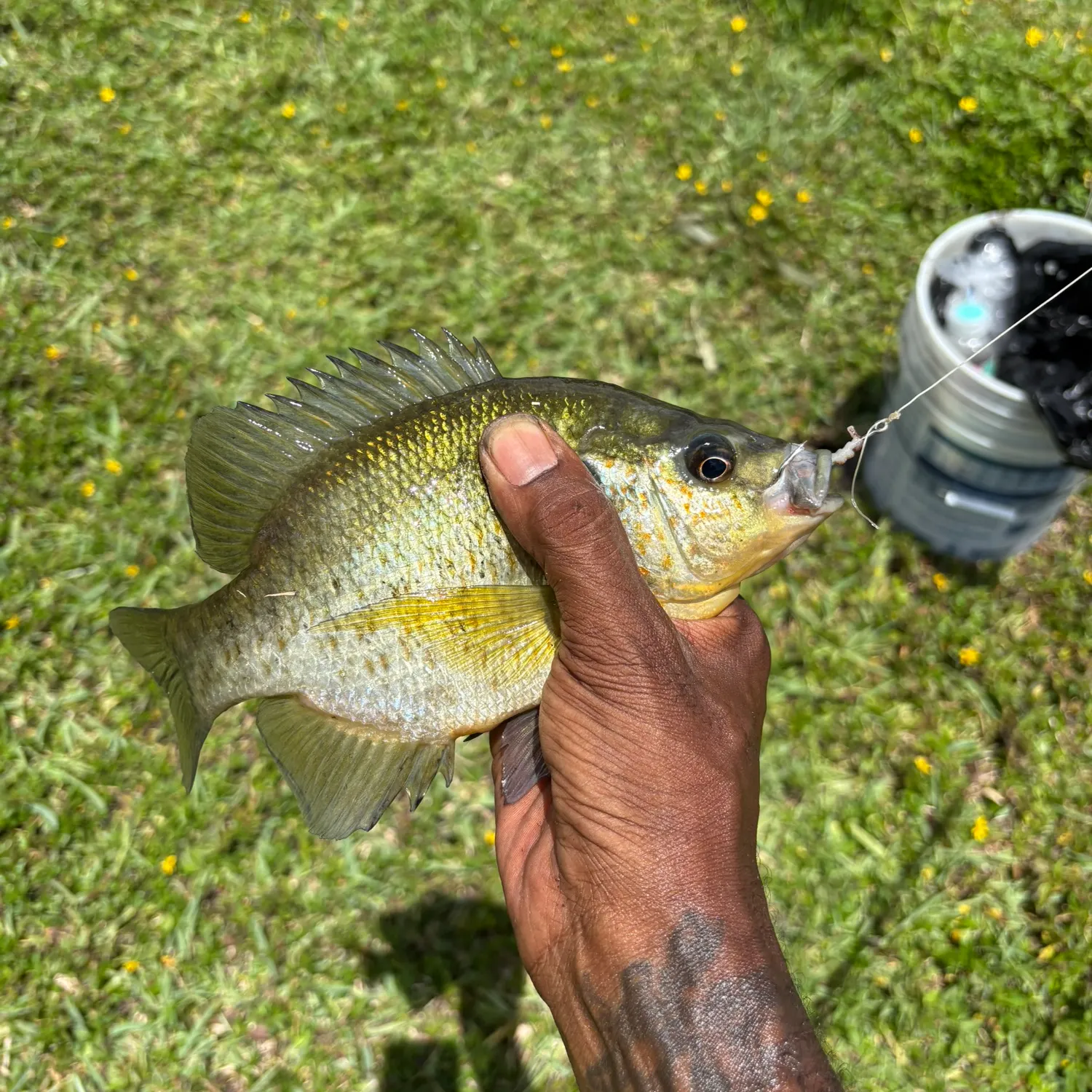 catch