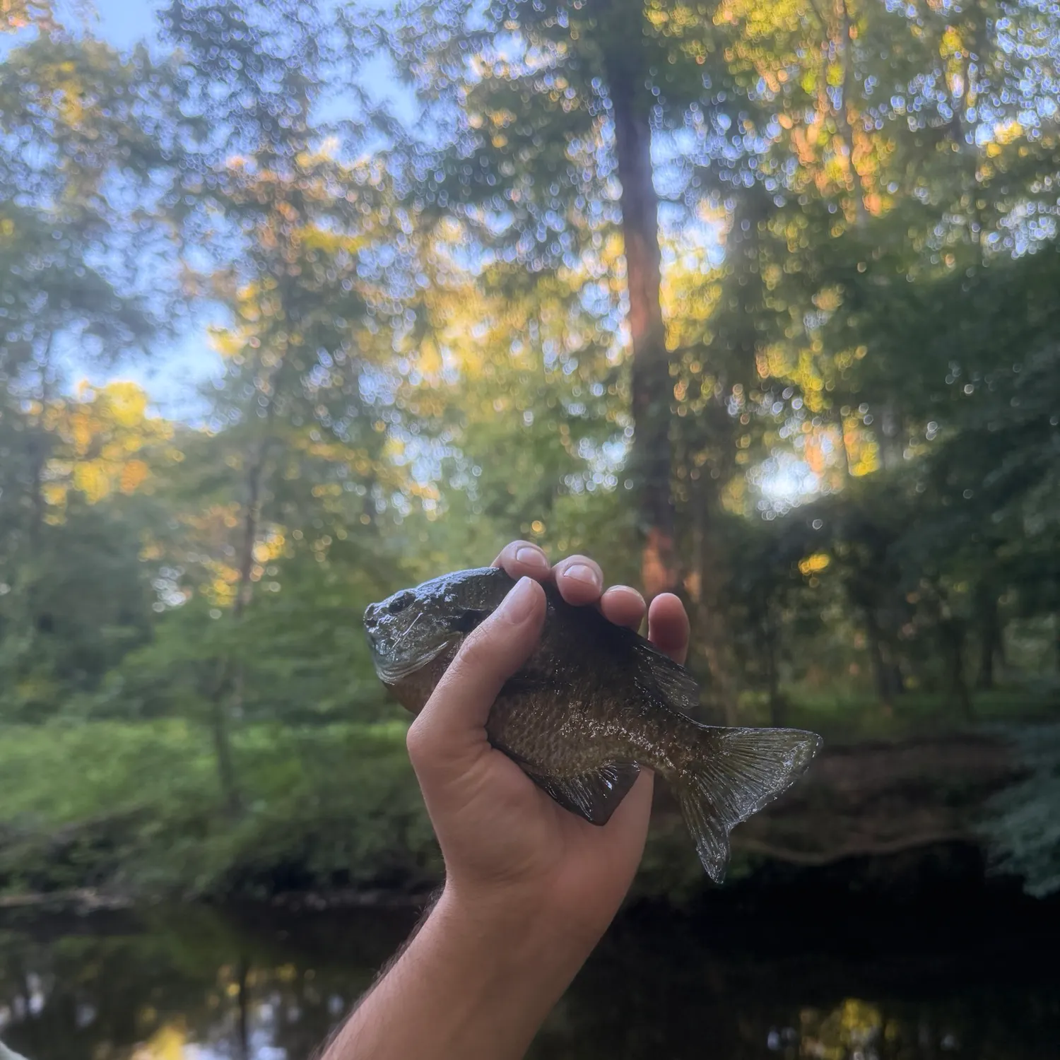Bluegill caught on Fishbrain