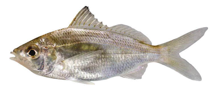 Tidewater mojarra