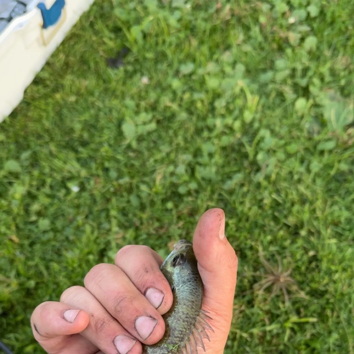 Bluegill caught on Fishbrain
