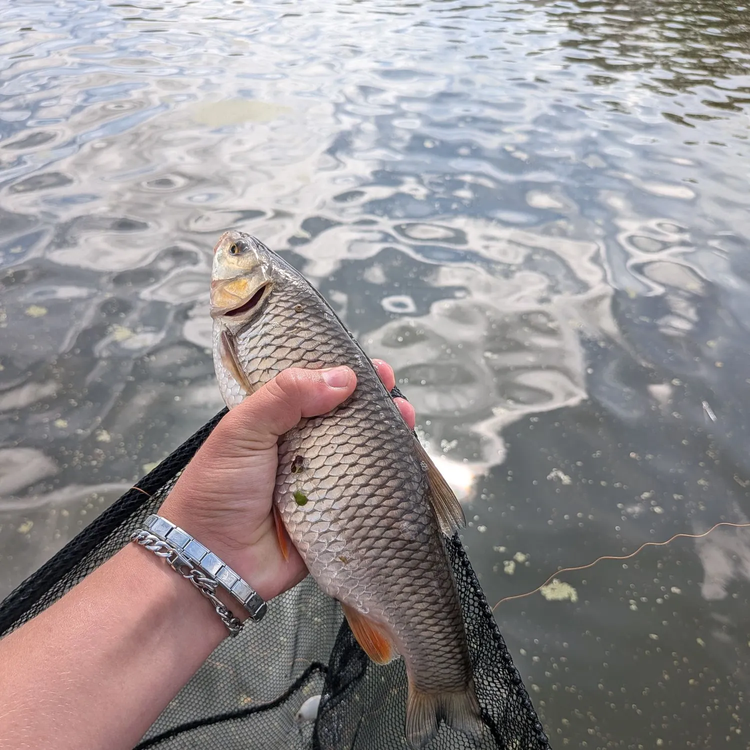 The most recent European chub catches on Fishbrain