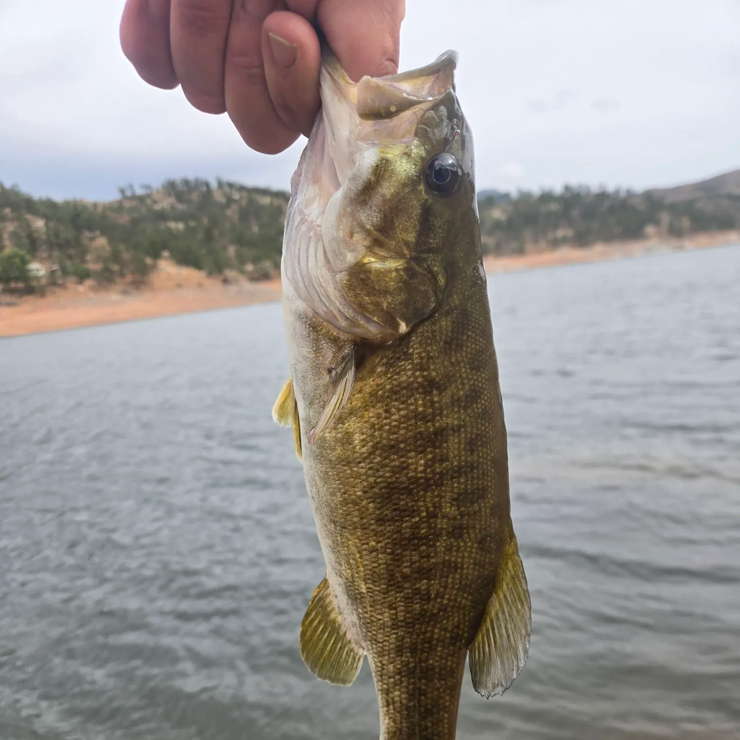 Smallmouth bass caught on Fishbrain