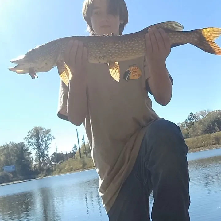 Northern pike caught on Fishbrain