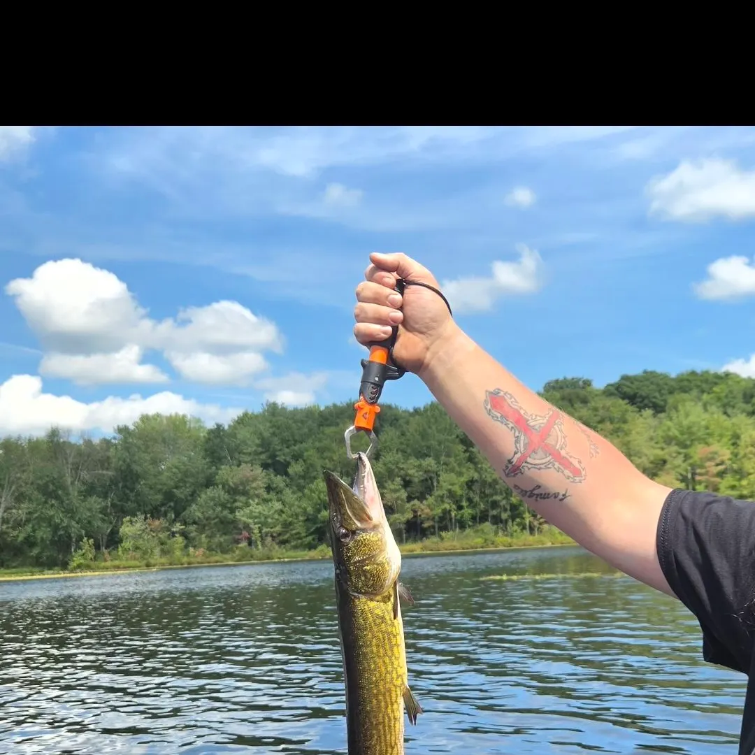 Chain pickerel caught on Fishbrain