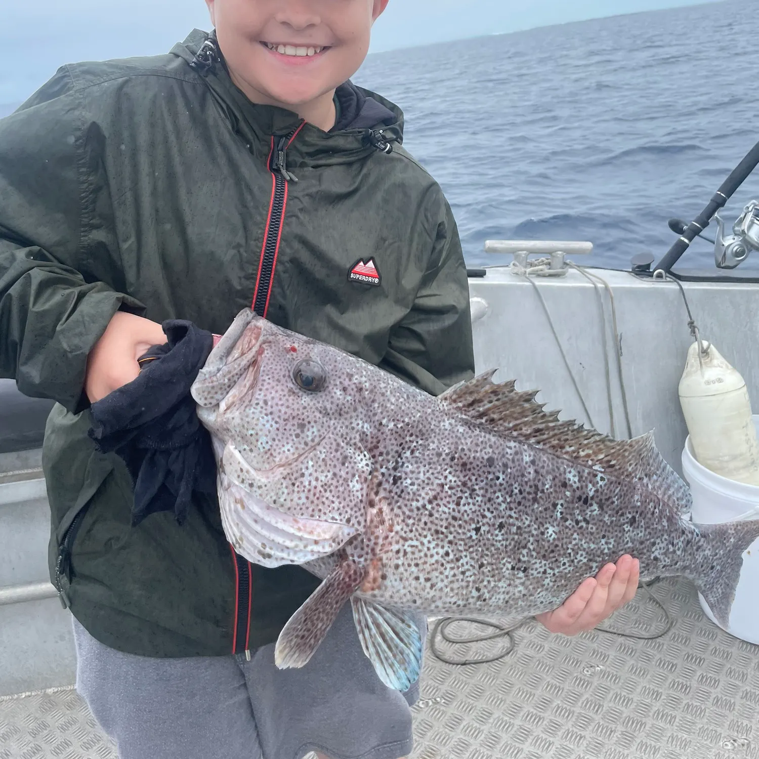 The most recent Maori rockcod catches on Fishbrain