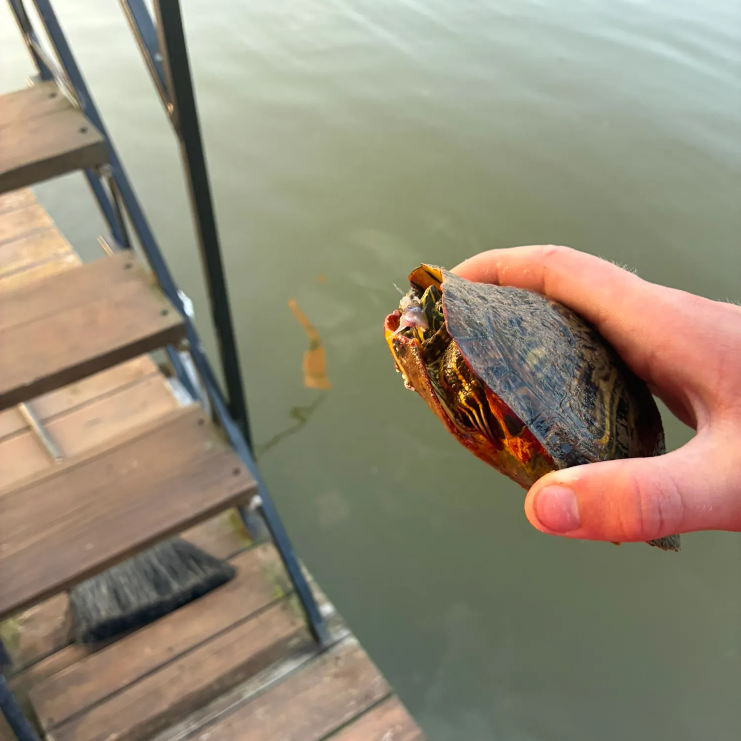 Pond slider turtle caught on Fishbrain