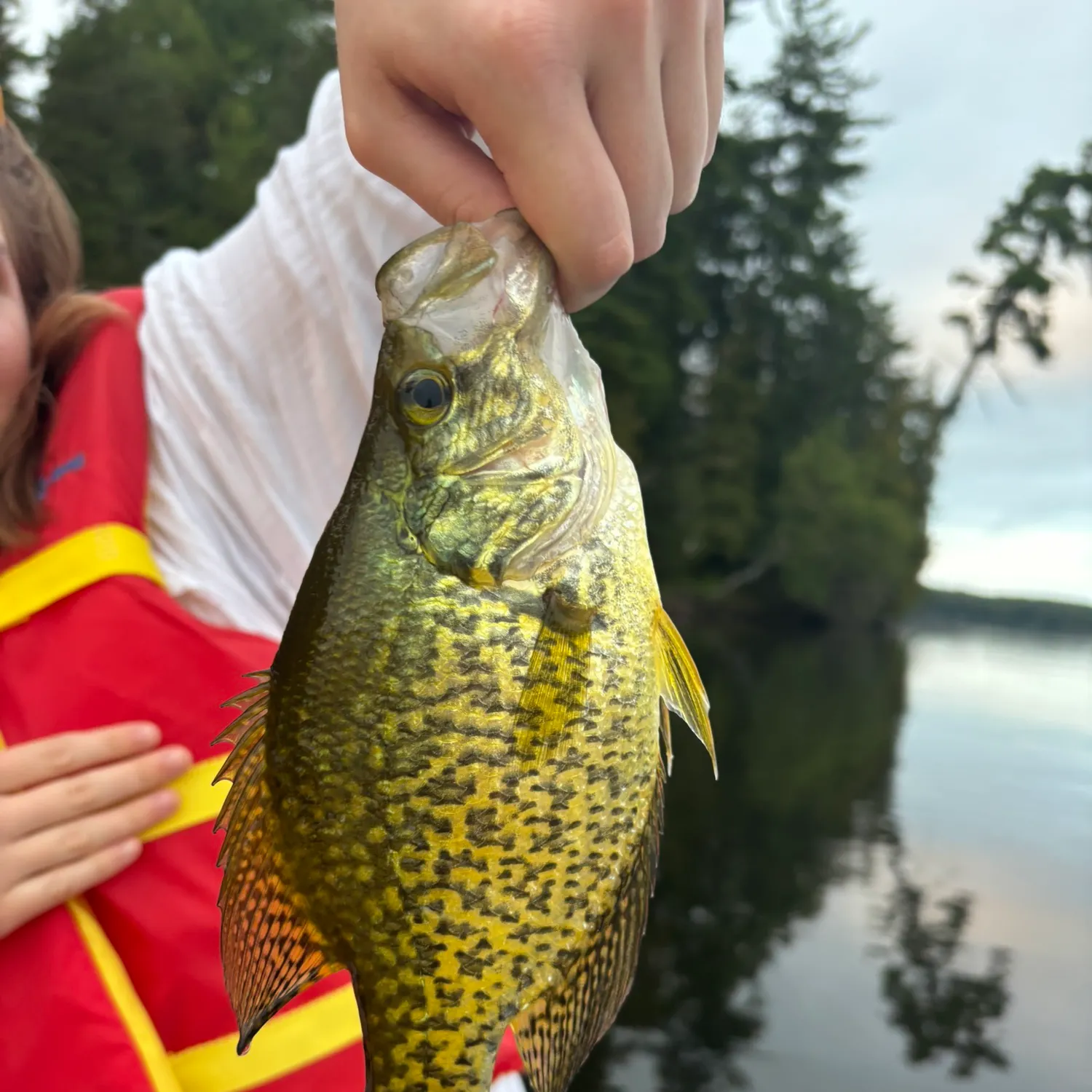 Black crappie caught on Fishbrain