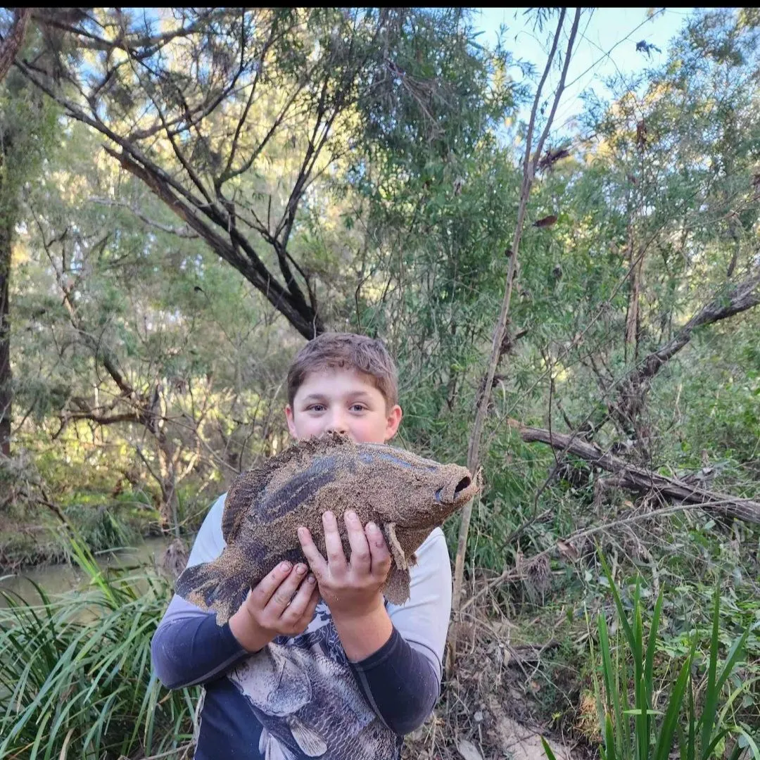 most liked catch image