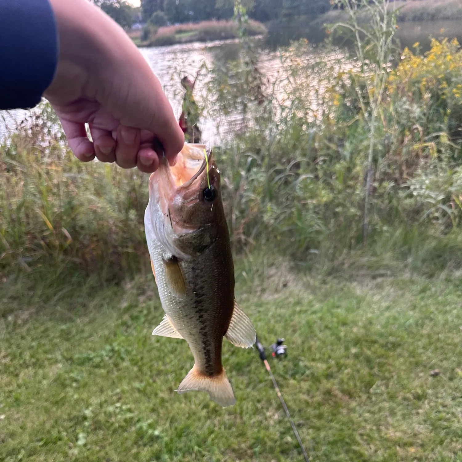 Largemouth bass caught on Fishbrain