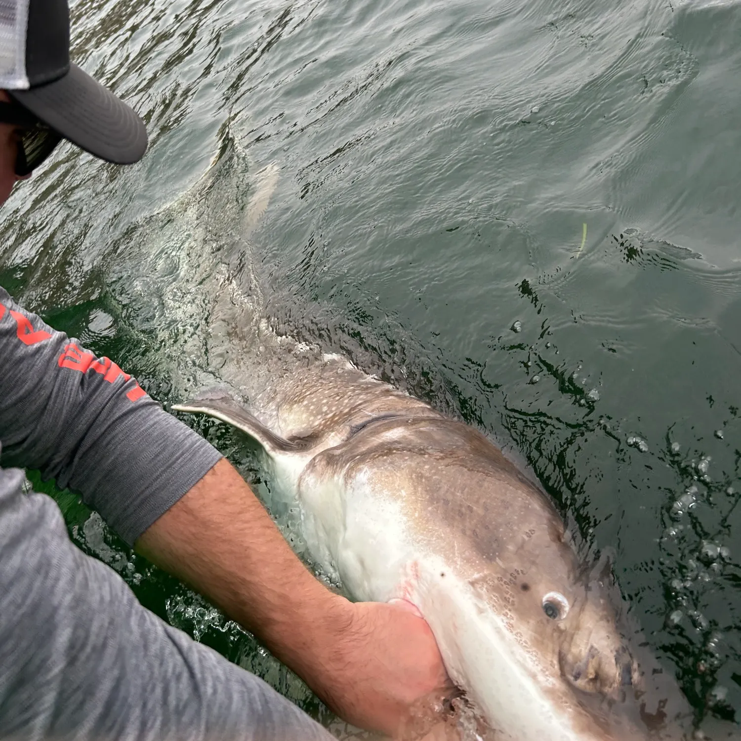 White sturgeon caught on Fishbrain