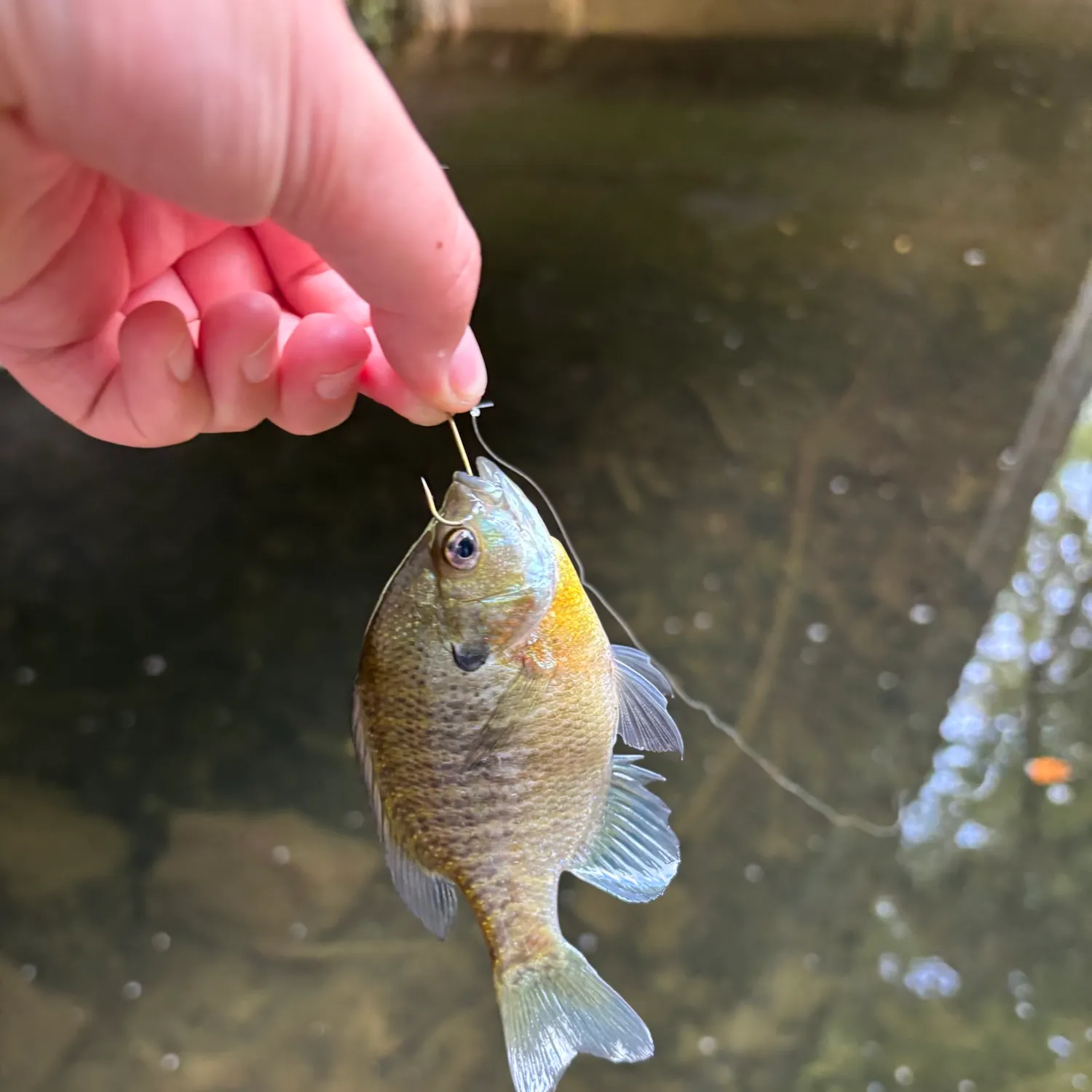 Bluegill caught on Fishbrain