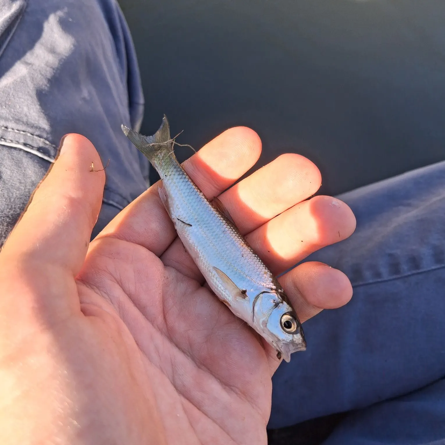 The most recent Common dace catches on Fishbrain