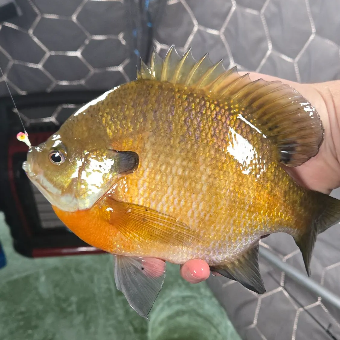 The most recent Bluegill catches on Fishbrain