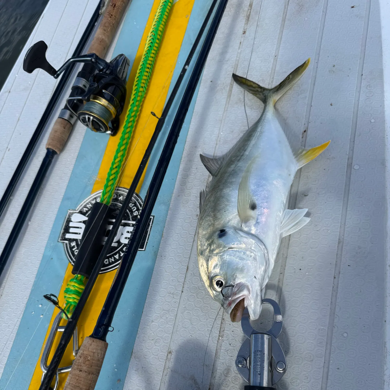 Crevalle jack caught on Fishbrain