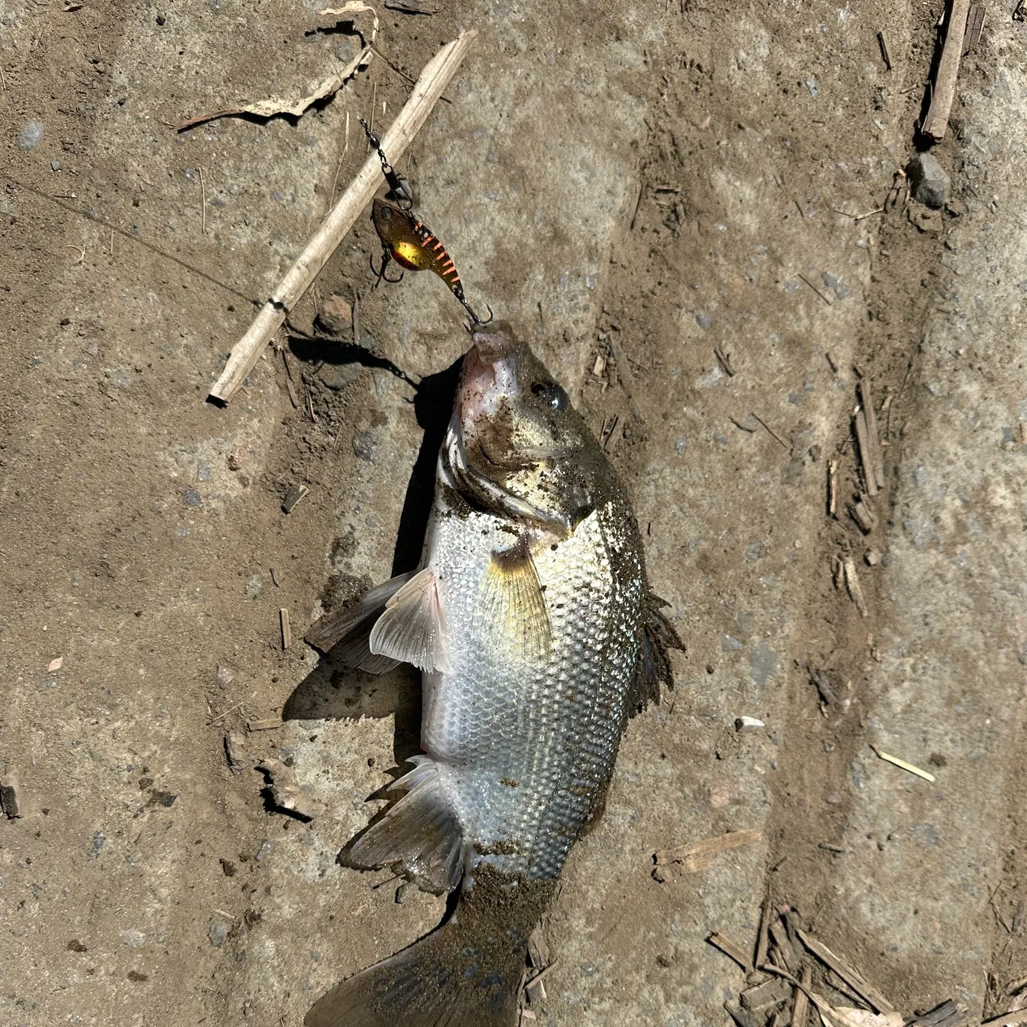 Australian bass caught on Fishbrain