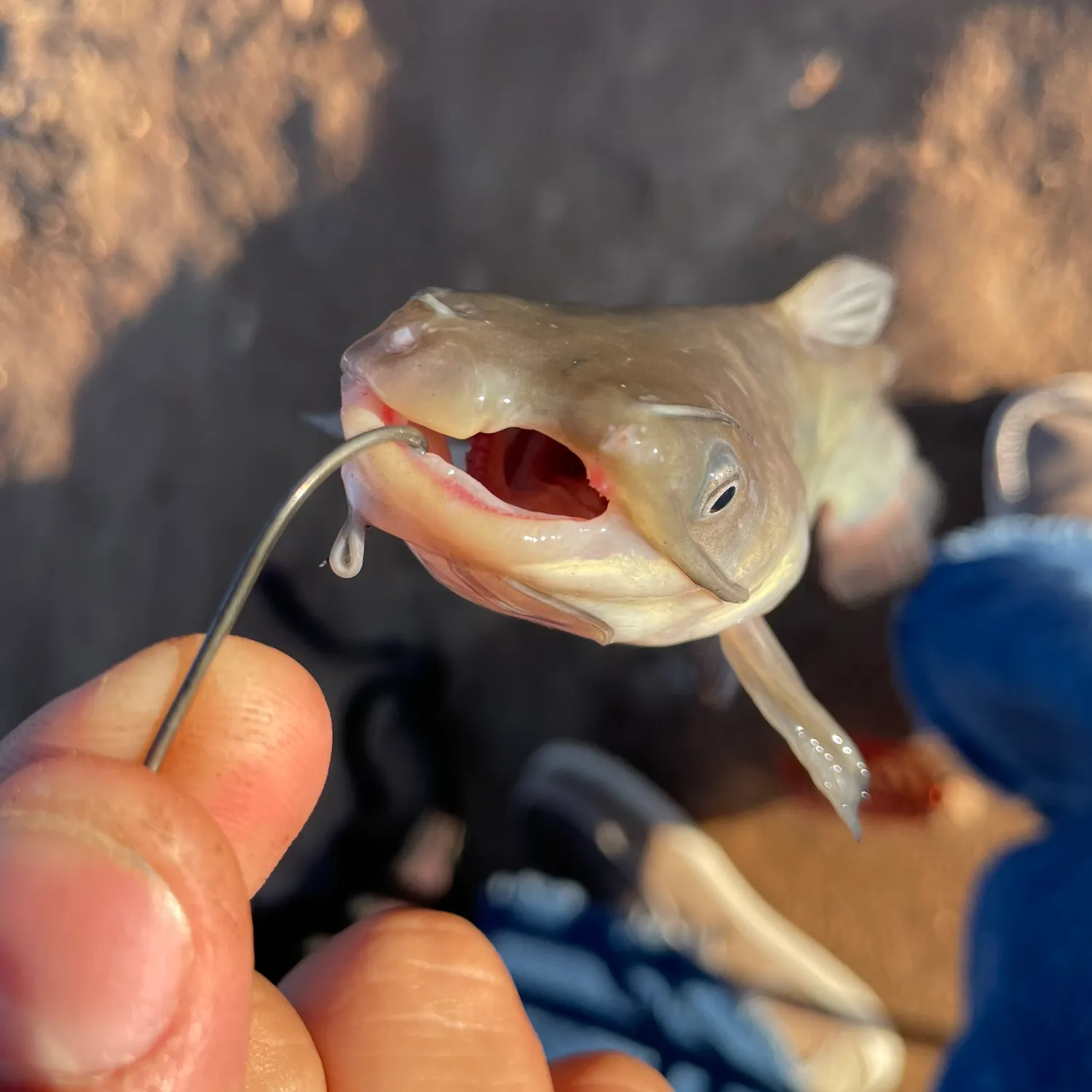 The most recent White bullhead catches on Fishbrain