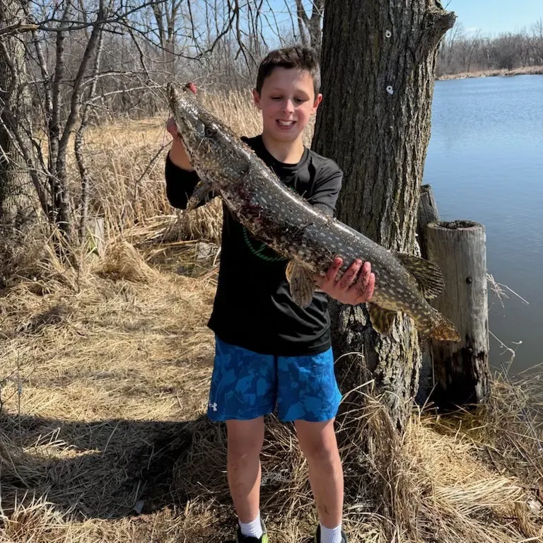 Northern pike caught on Fishbrain
