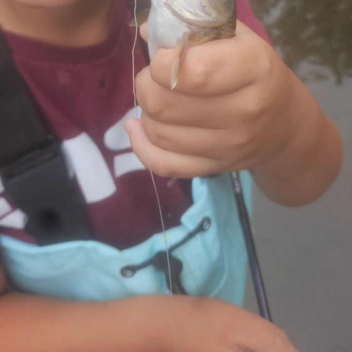 The most recent Creek chub catches on Fishbrain