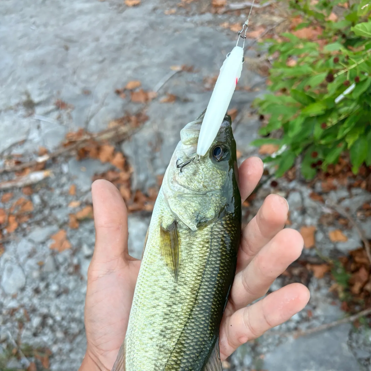 Largemouth bass caught on Fishbrain