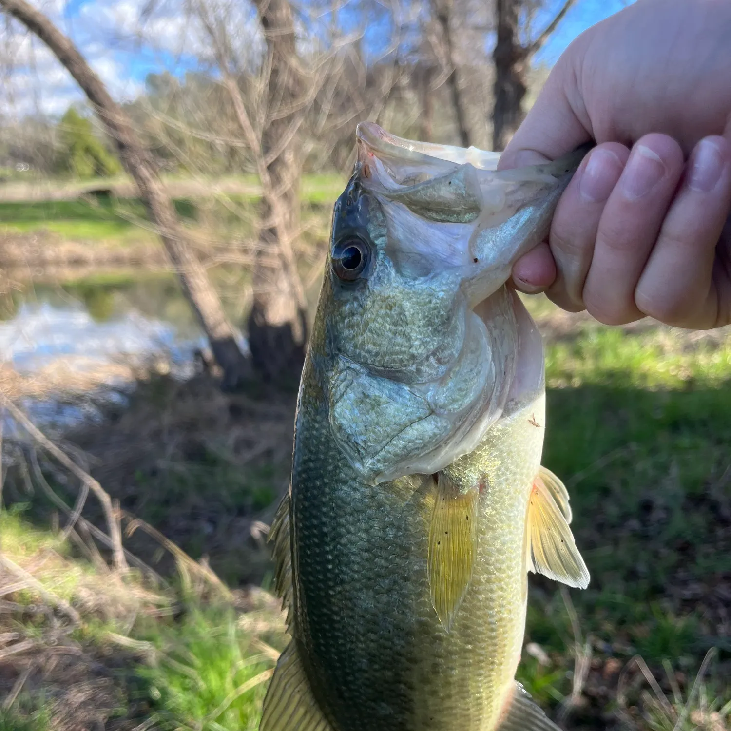 angler catch