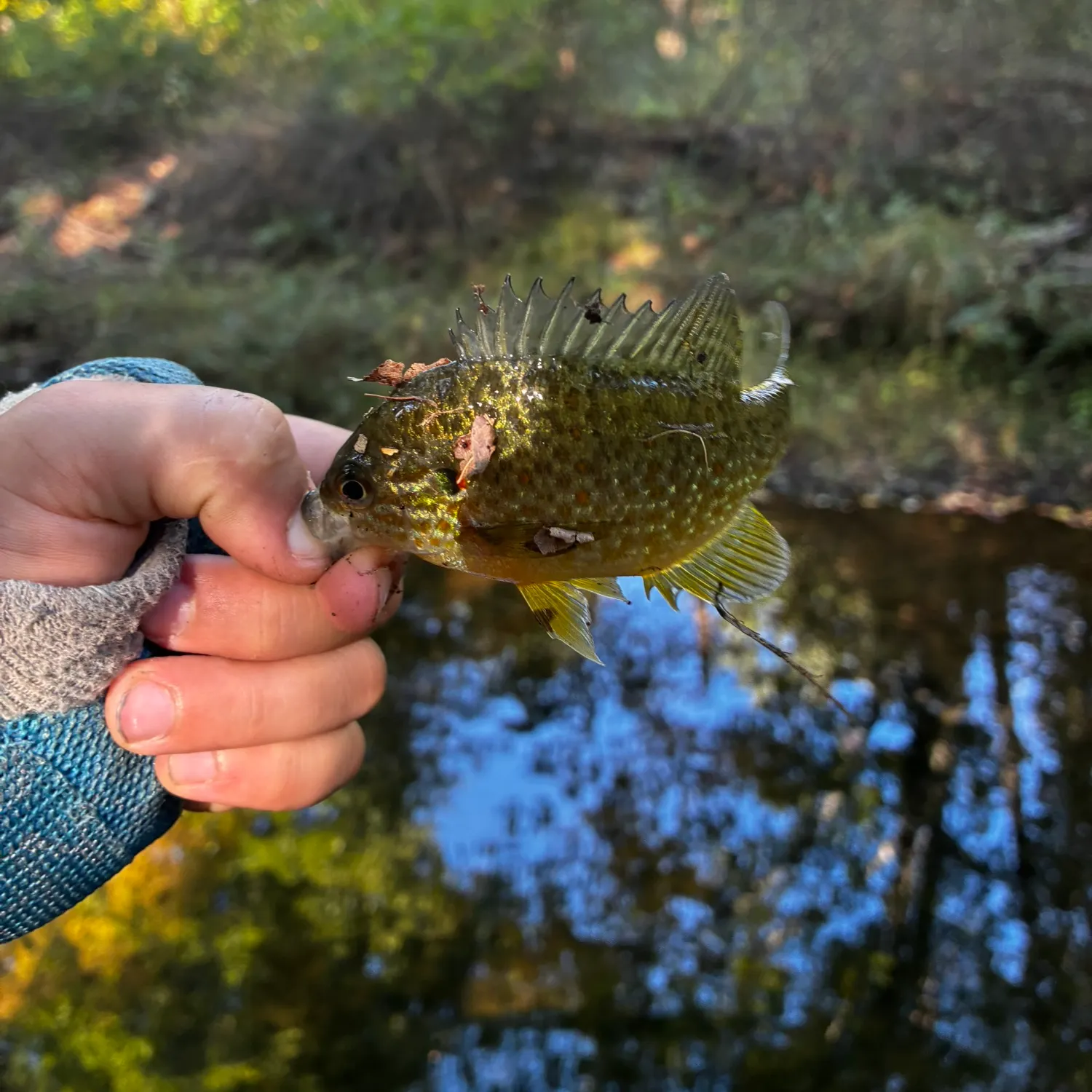 Green sunfish caught on Fishbrain