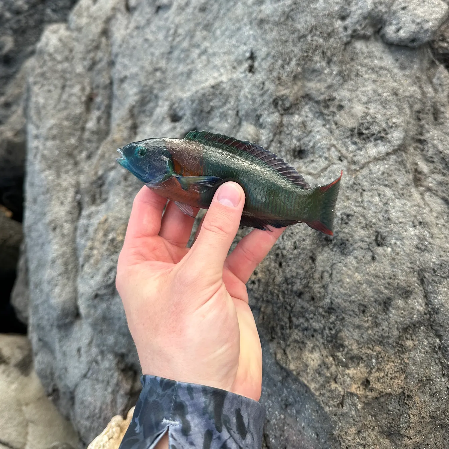 The most recent Saddle wrasse catches on Fishbrain