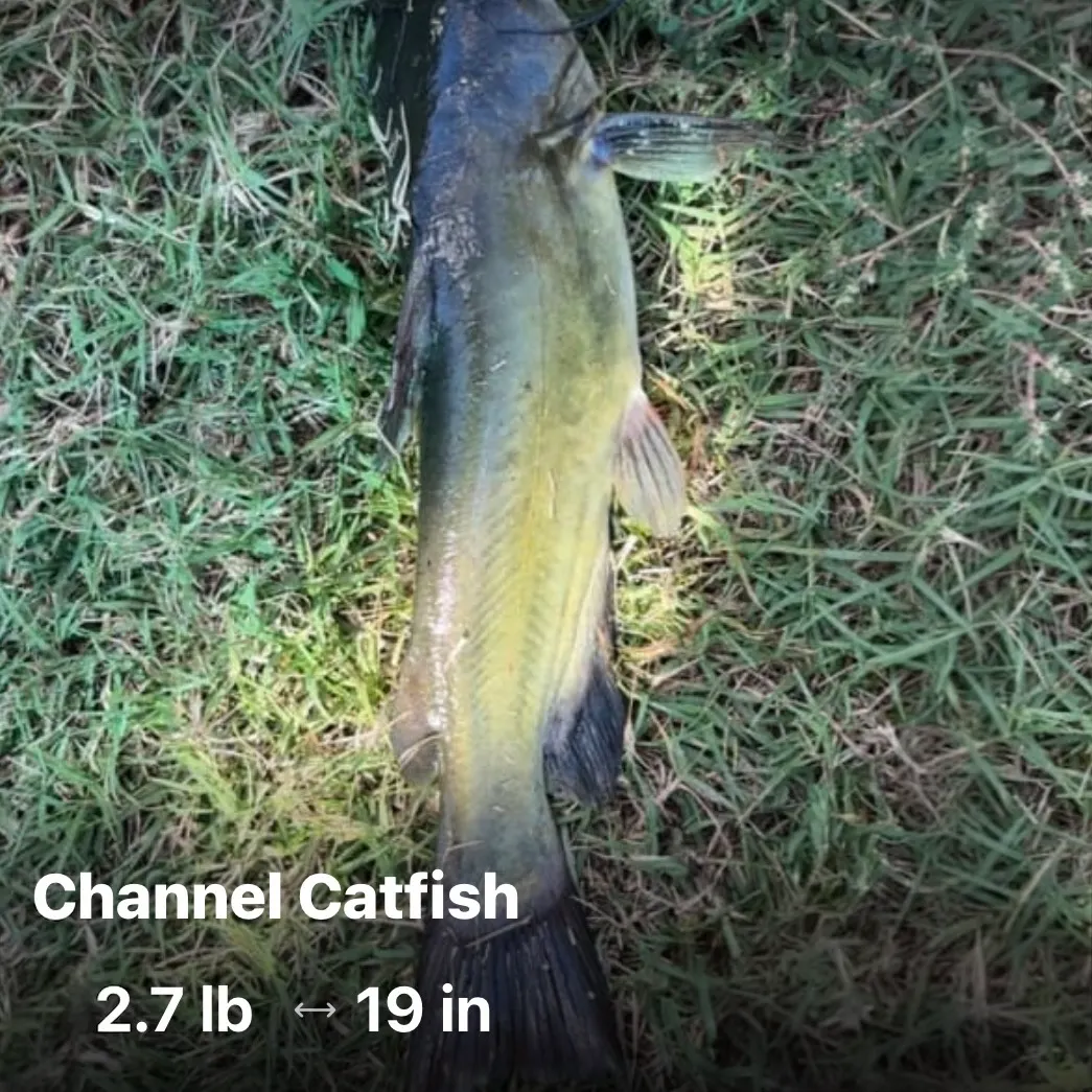 Channel catfish caught on Fishbrain