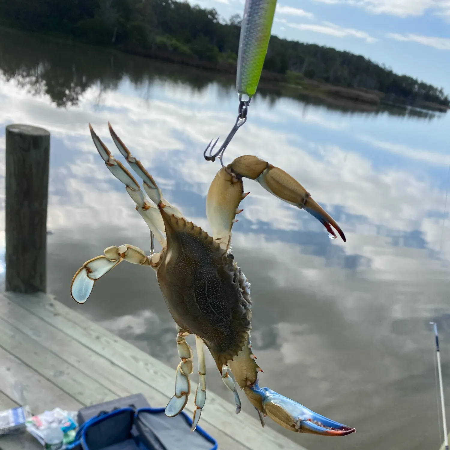 The most recent Blue swimmer crab catches on Fishbrain