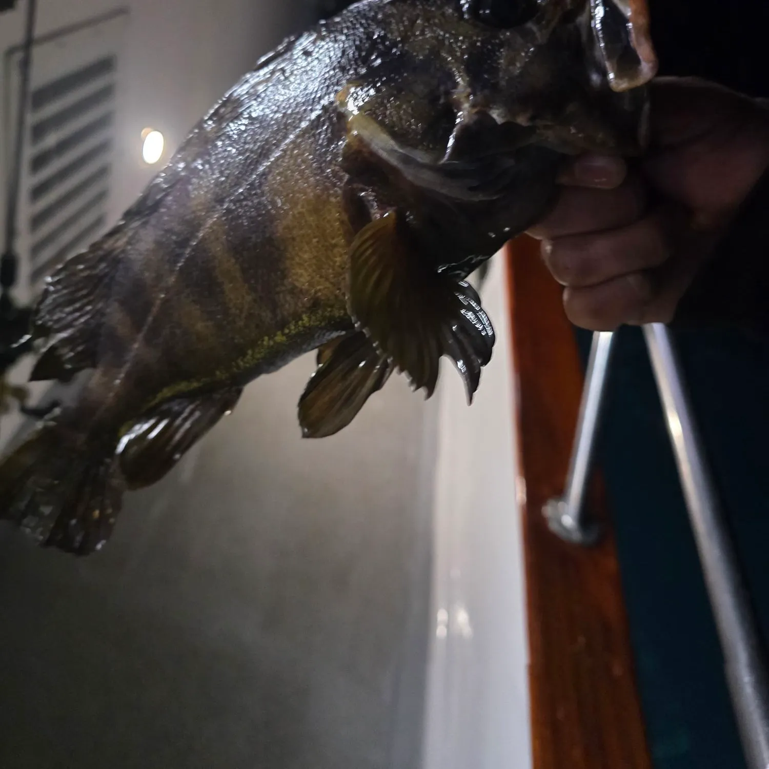 The most recent Treefish catches on Fishbrain