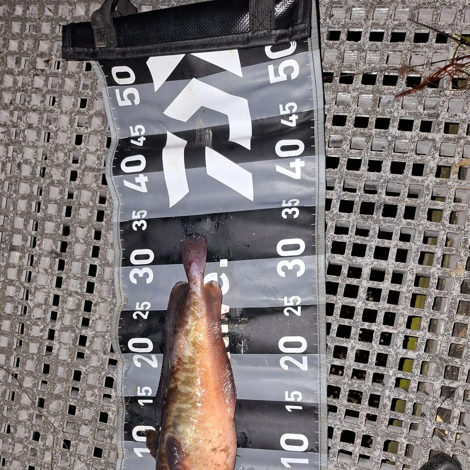 The most recent Rock cod catches on Fishbrain