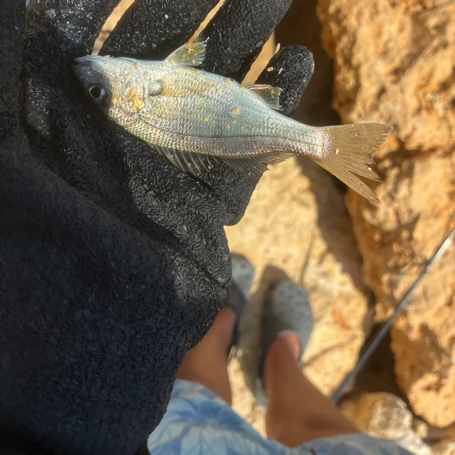 Tomtate grunt caught on Fishbrain