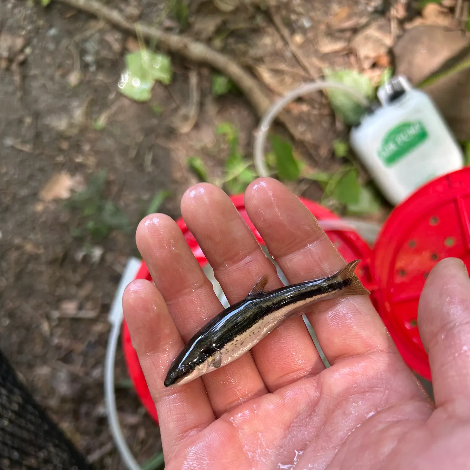The most recent Blacknose shiner catches on Fishbrain