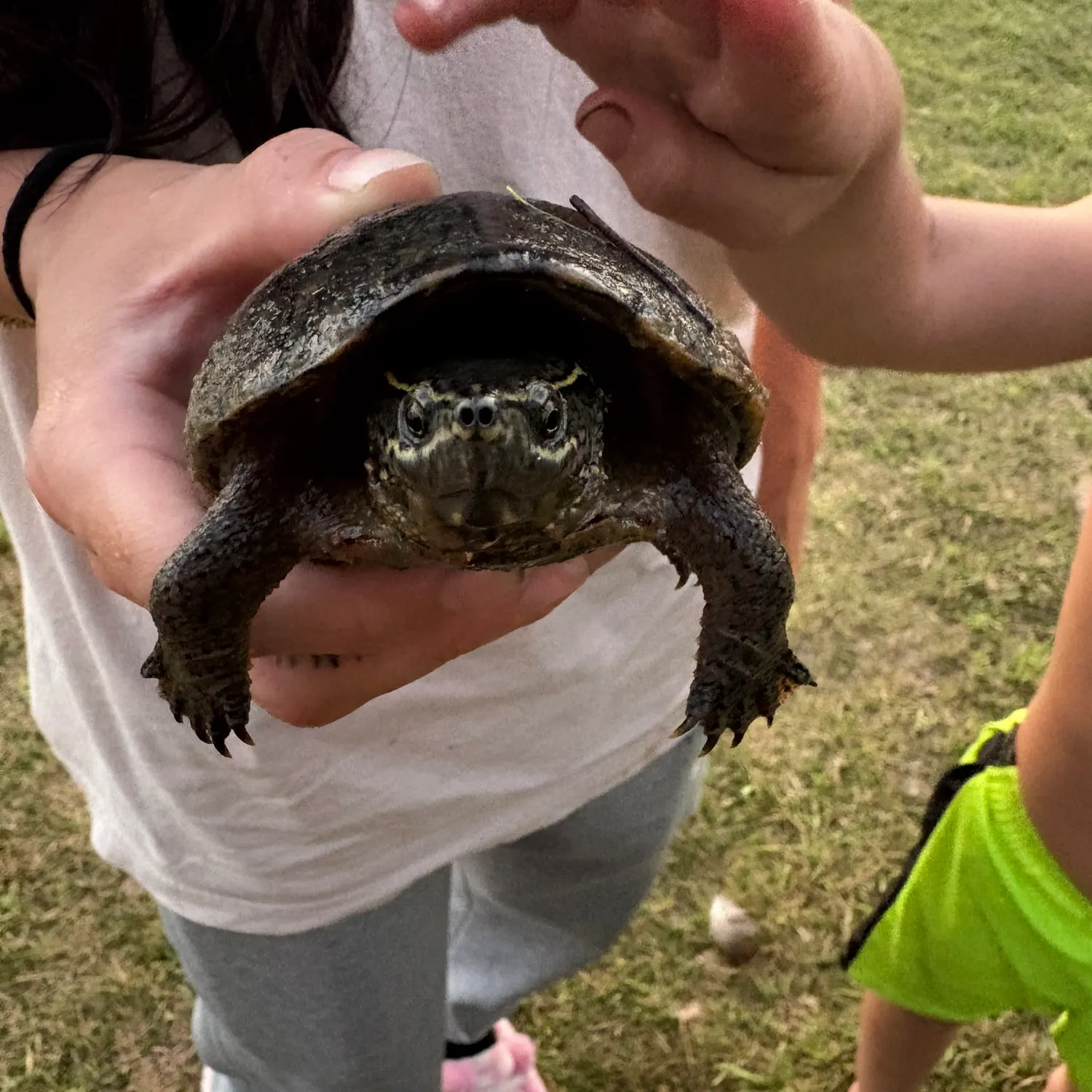 The most recent Eastern musk turtle catches on Fishbrain