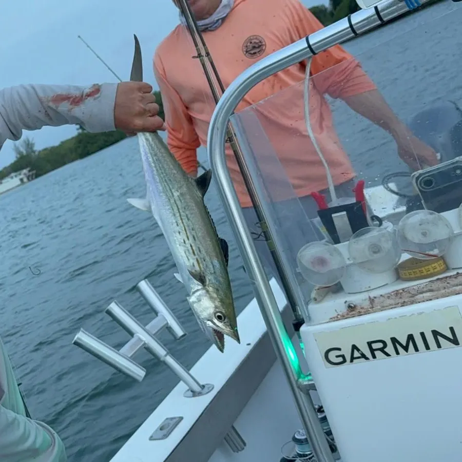 The most recent Cero mackerel catches on Fishbrain