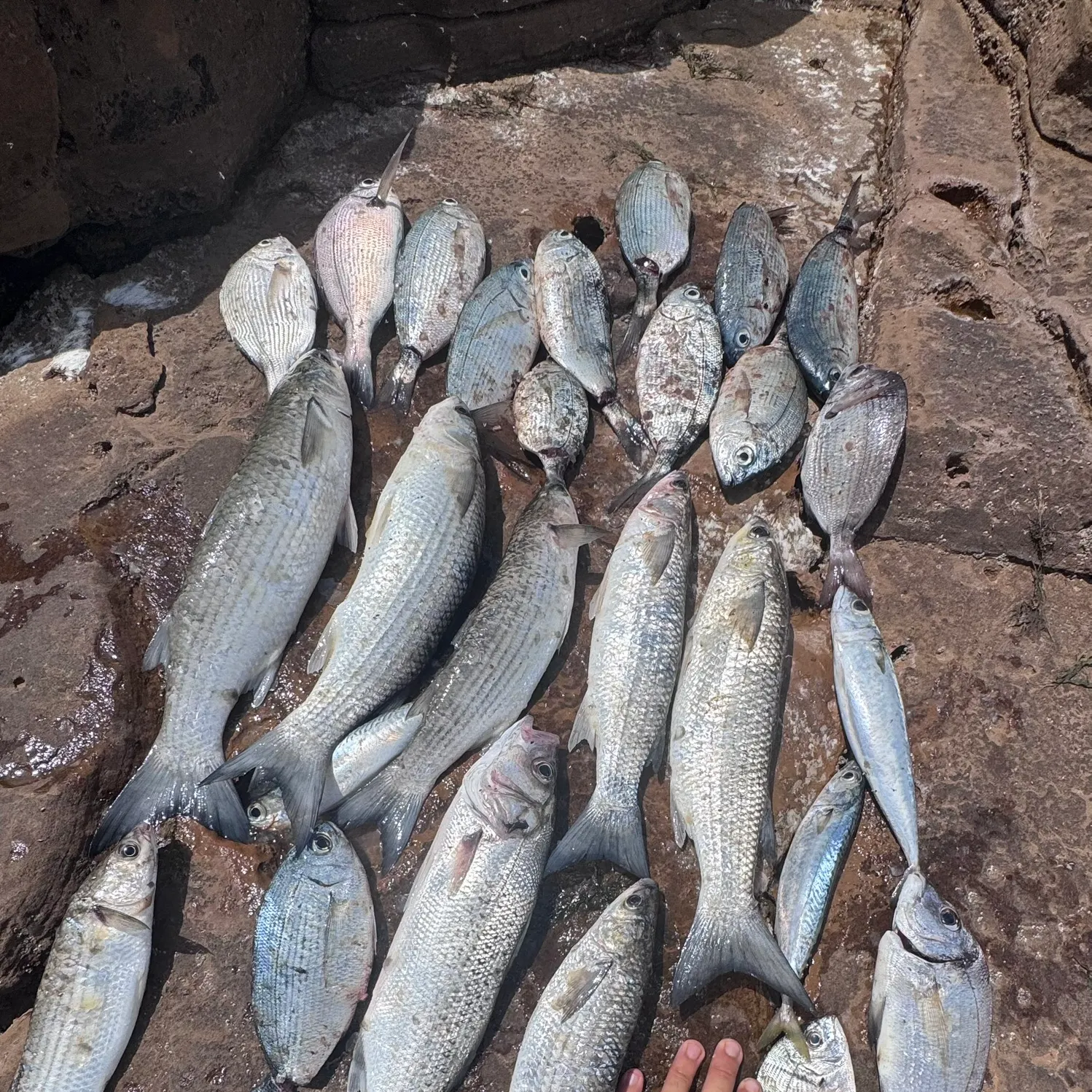 The most recent Thicklip grey mullet catches on Fishbrain