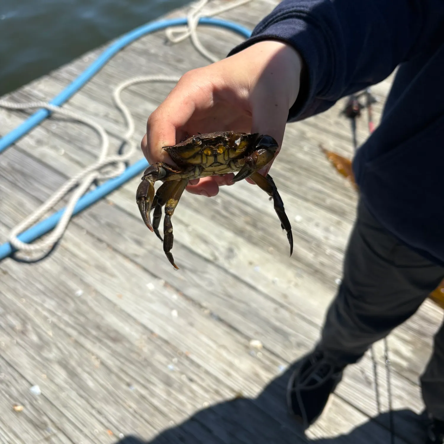 The most recent Green crab catches on Fishbrain