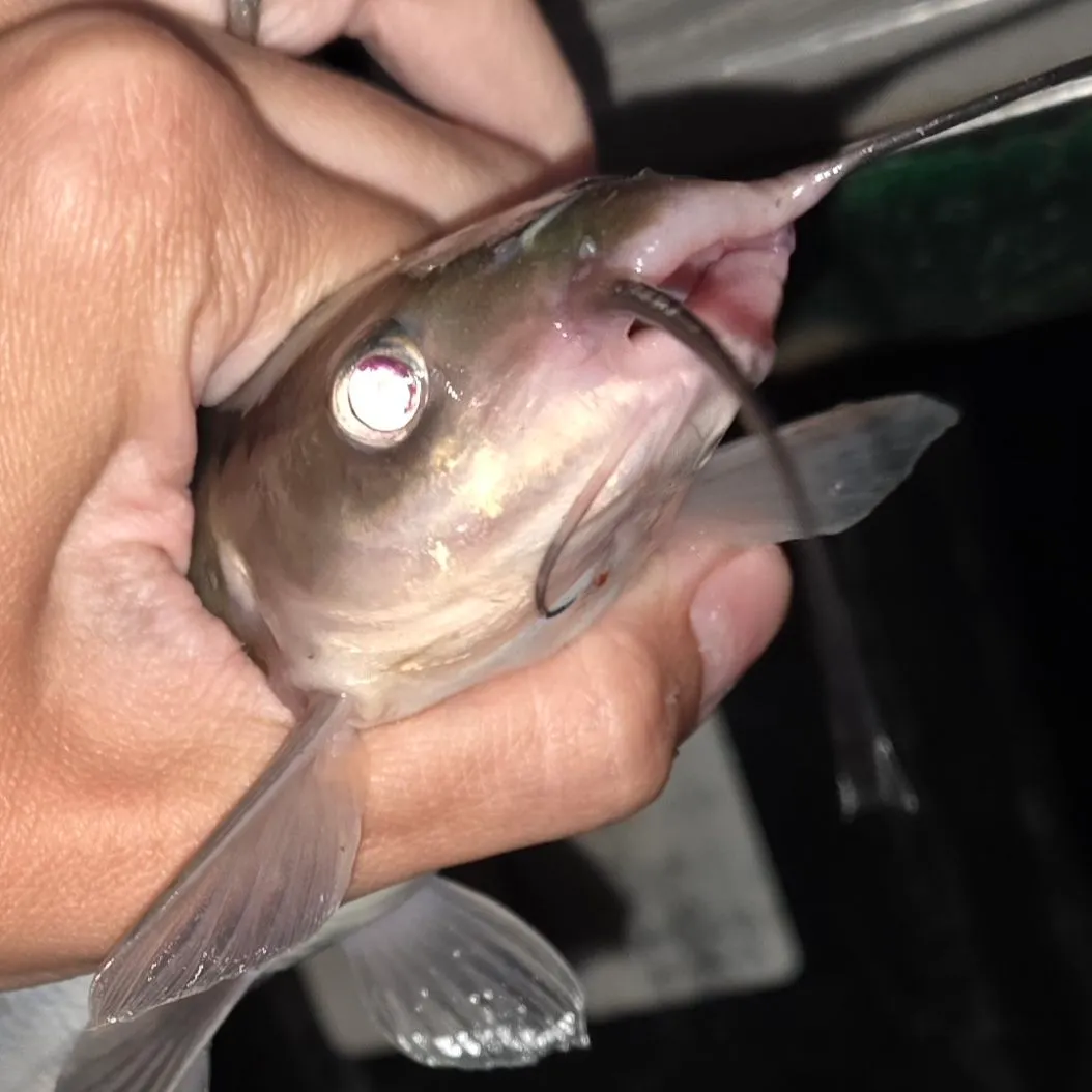 Channel catfish caught on Fishbrain