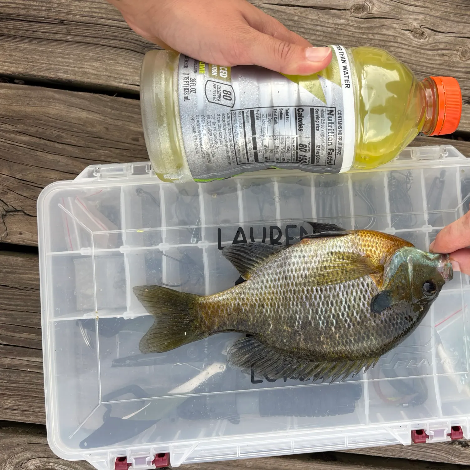 Bluegill caught on Fishbrain