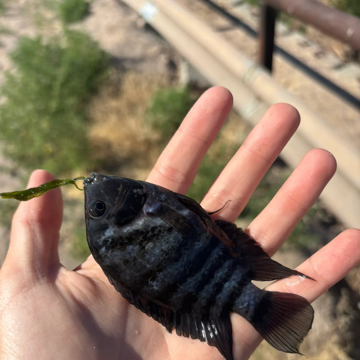 The most recent Convict cichlid catches on Fishbrain