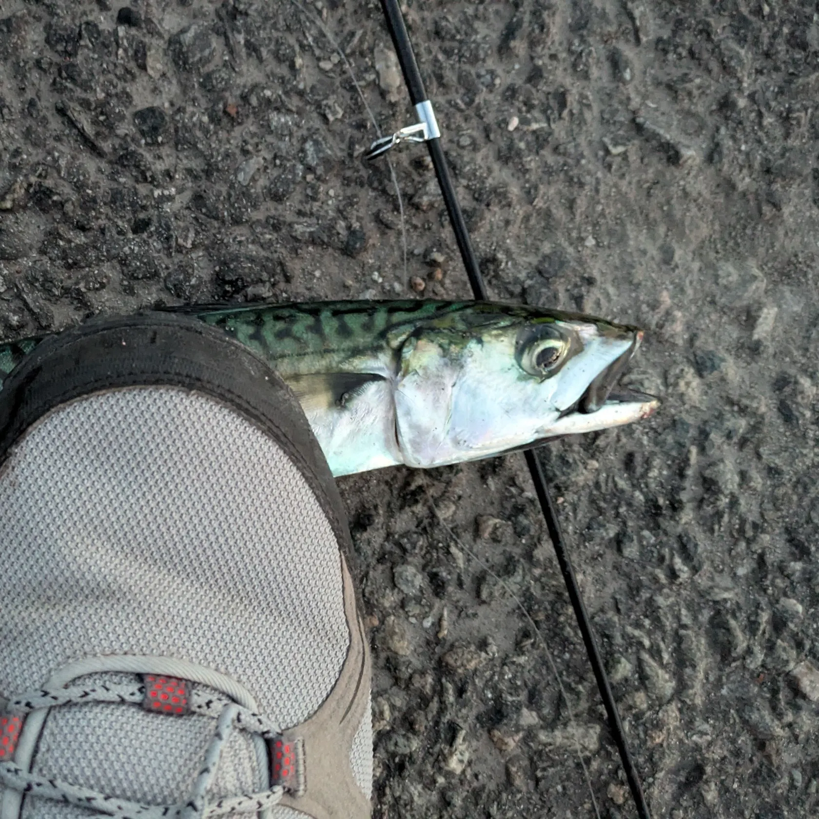 Atlantic mackerel caught on Fishbrain
