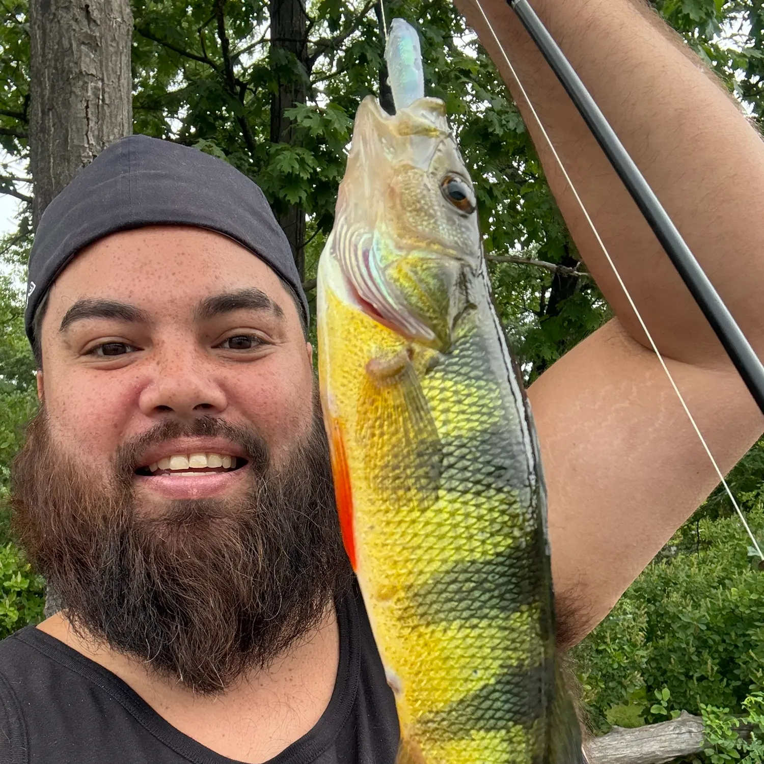 Yellow perch caught on Fishbrain