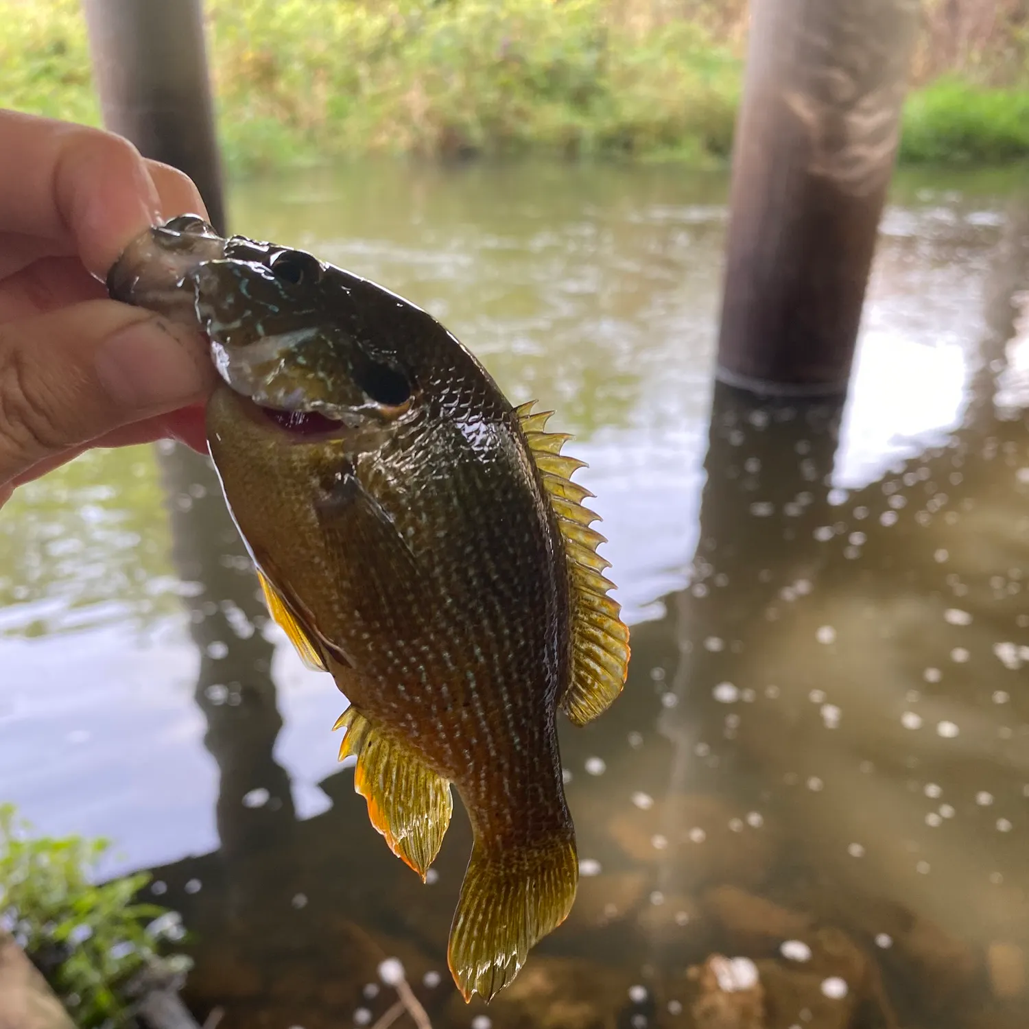 Green sunfish caught on Fishbrain