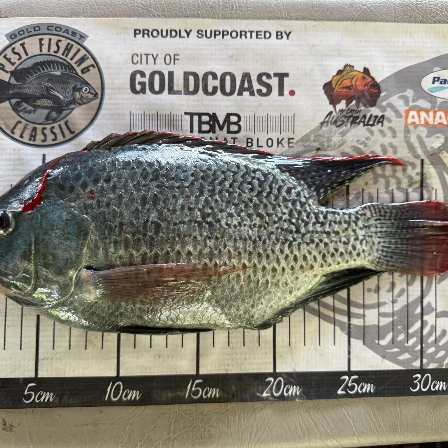 The most recent Mozambique tilapia catches on Fishbrain