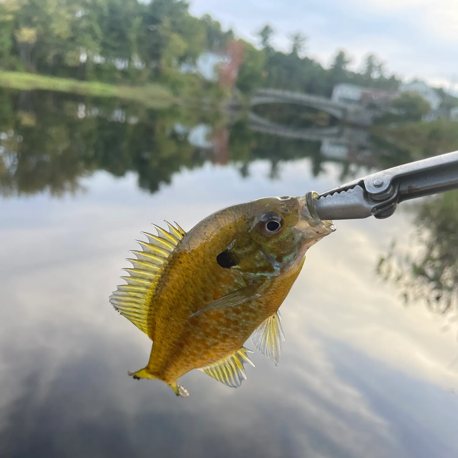Pumpkinseed caught on Fishbrain