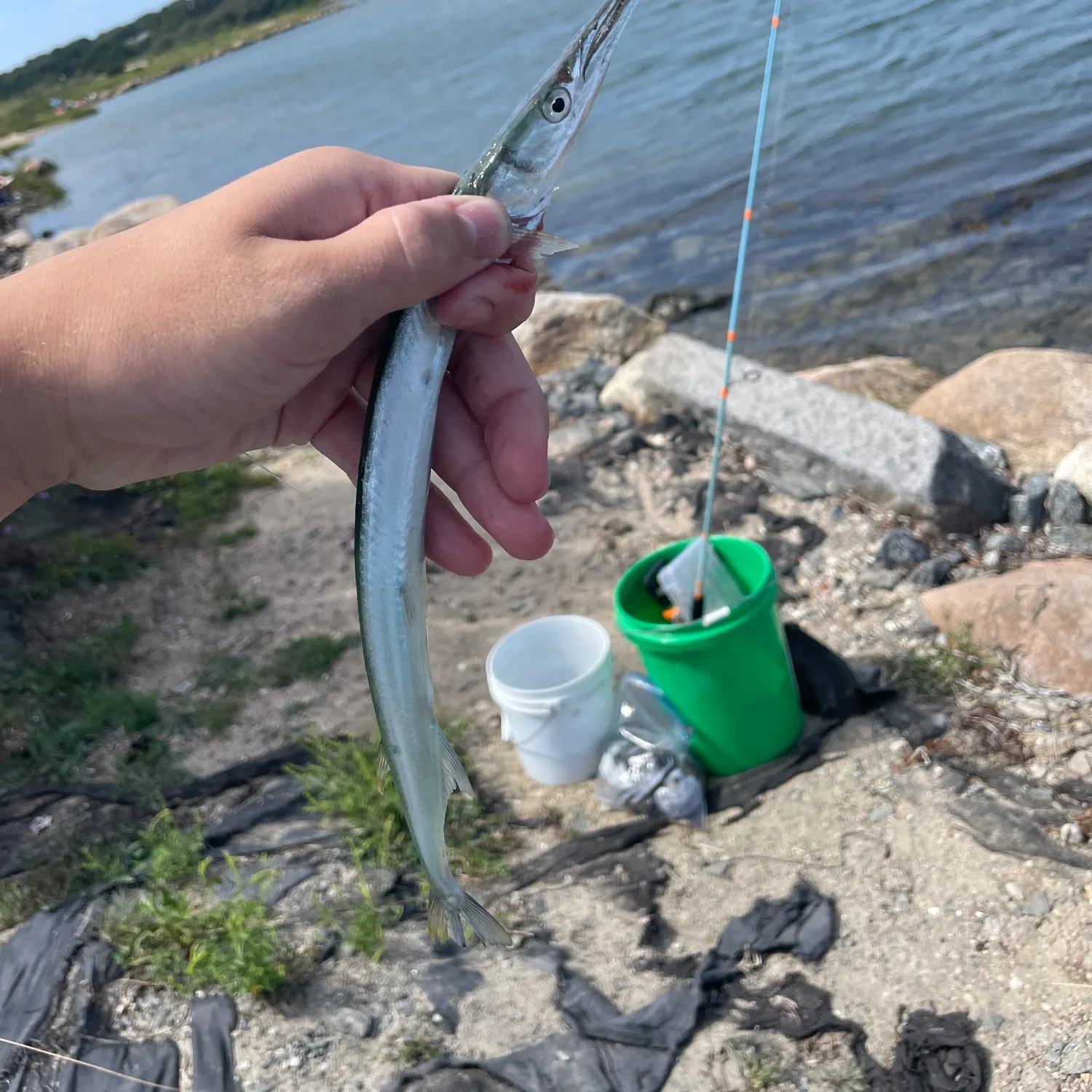 Atlantic needlefish caught on Fishbrain