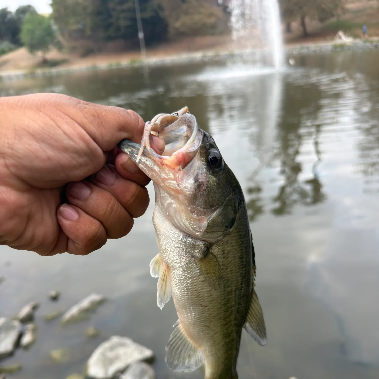 Largemouth bass caught on Fishbrain
