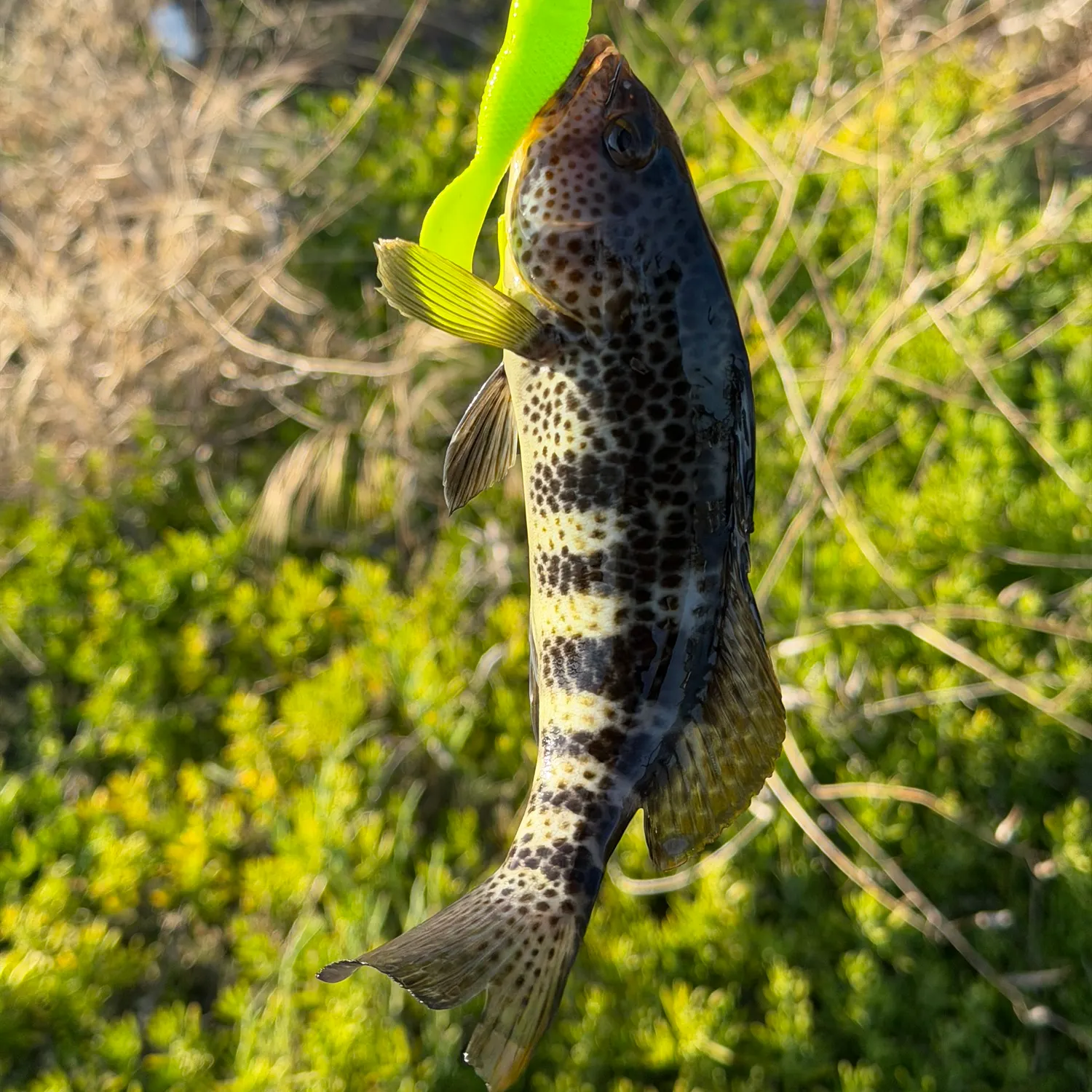 The most recent Spotted sand bass catches on Fishbrain