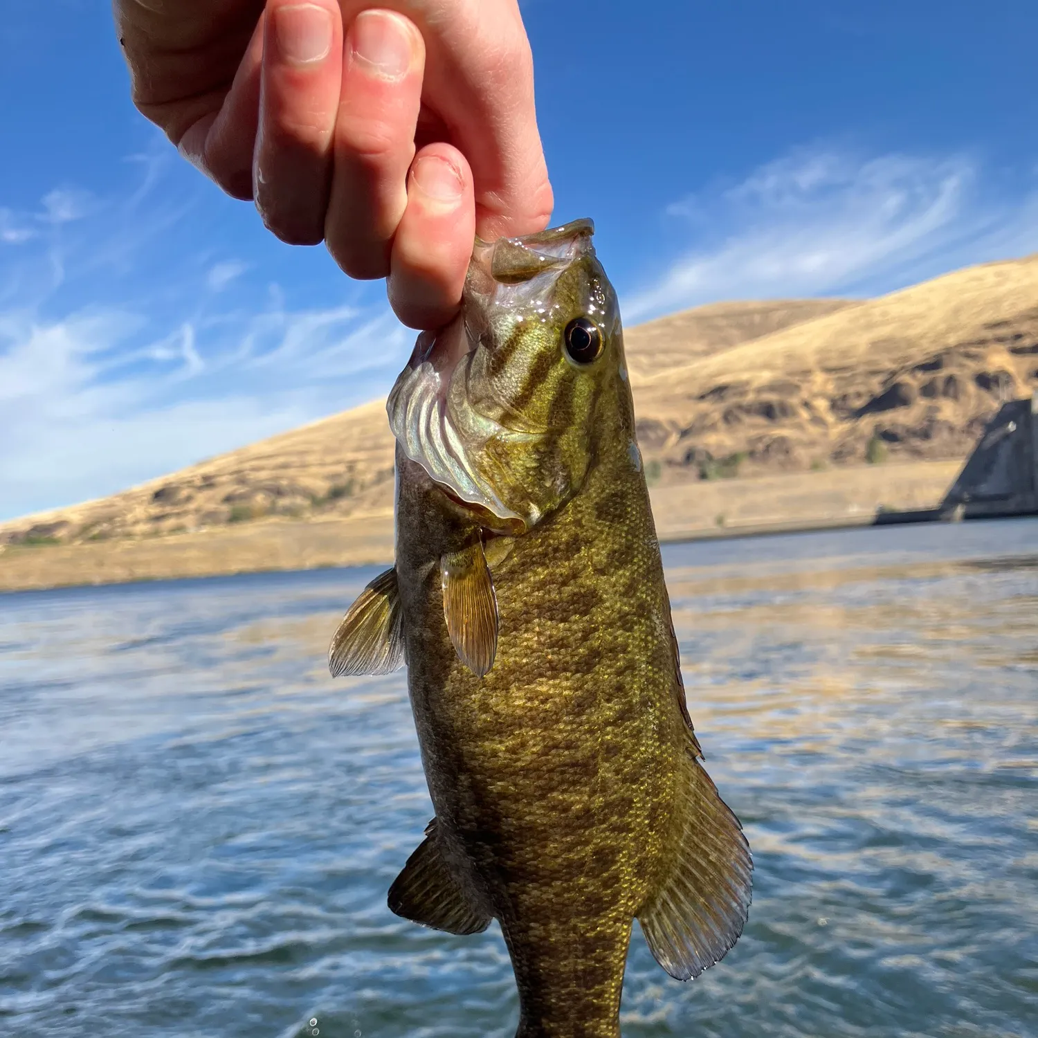 Smallmouth bass caught on Fishbrain
