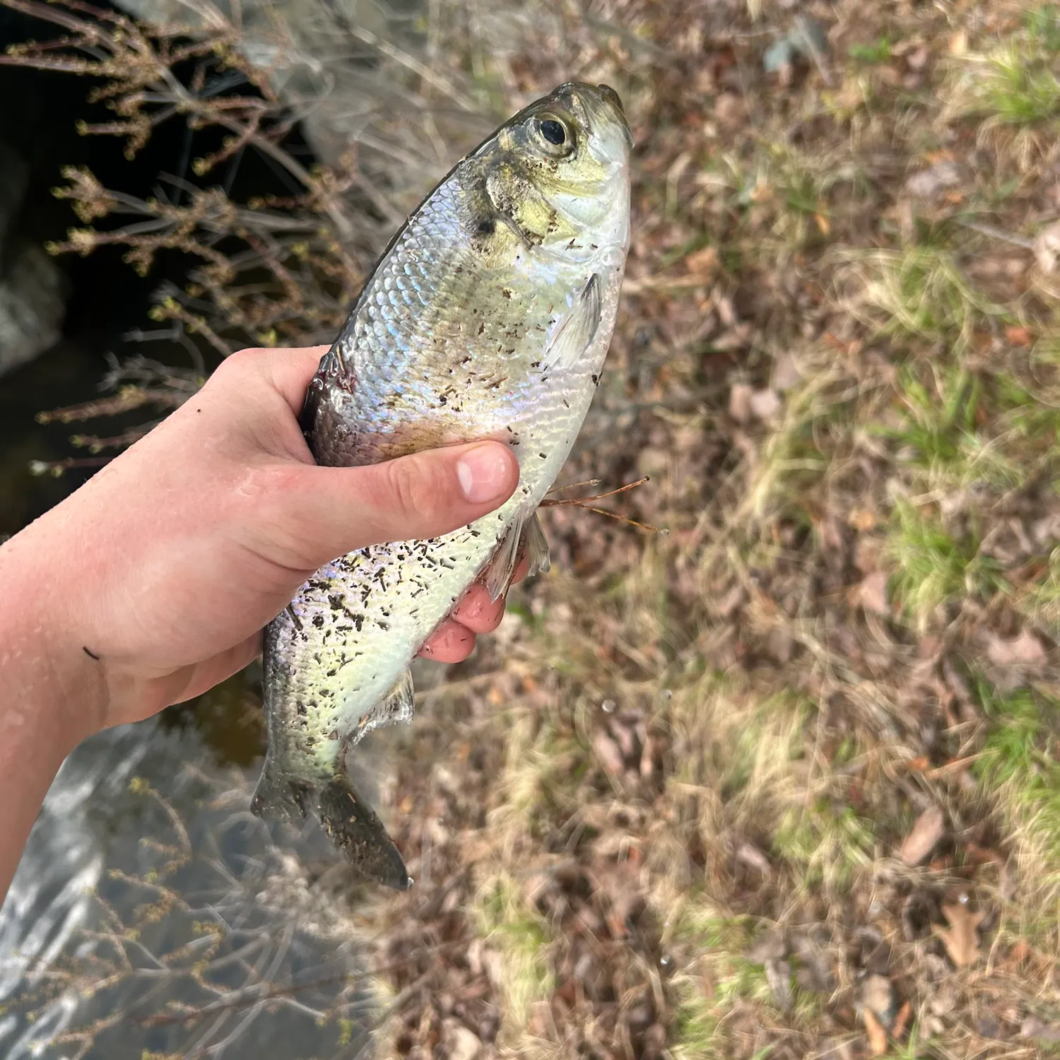The most recent American shad catches on Fishbrain