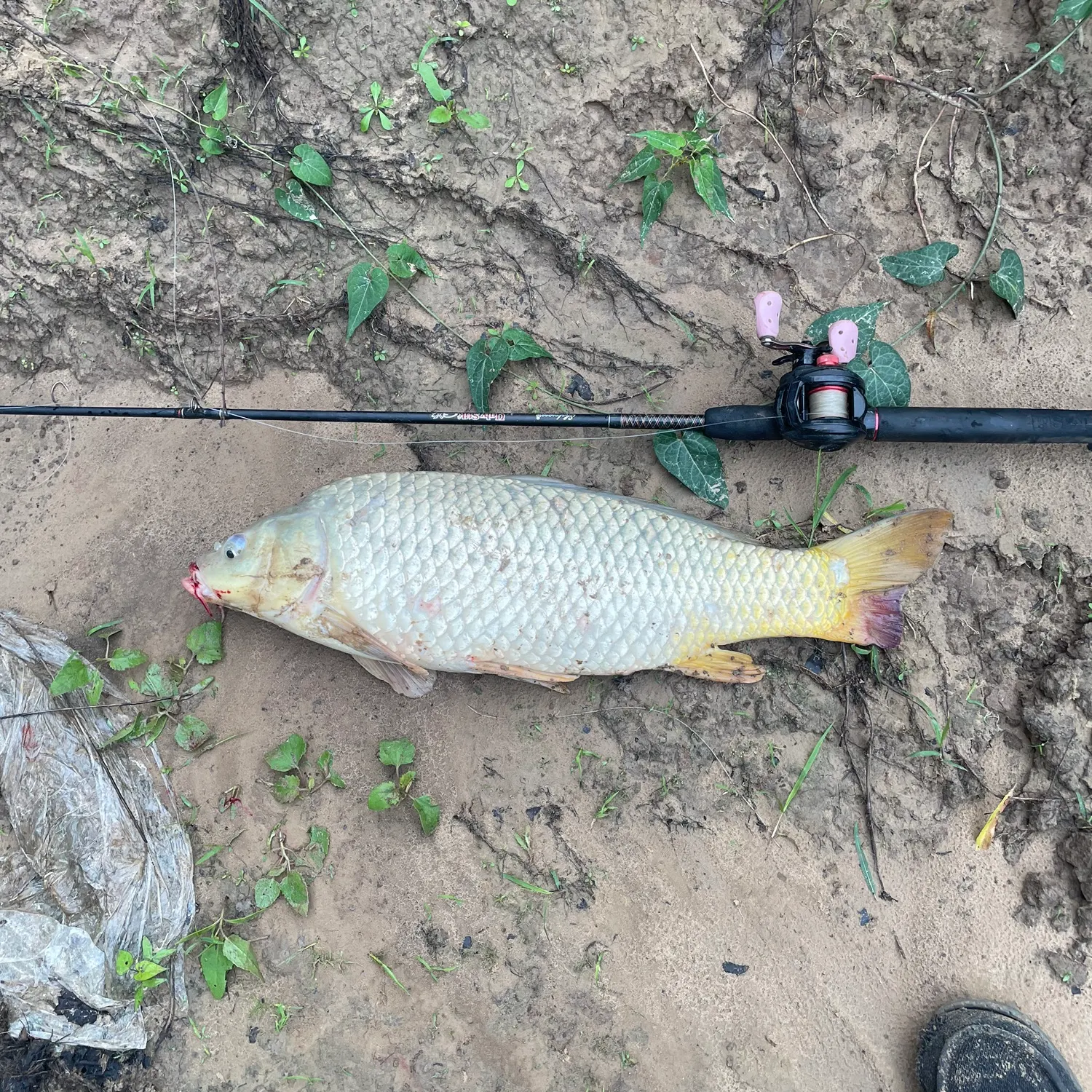 The most recent Common carp catches on Fishbrain